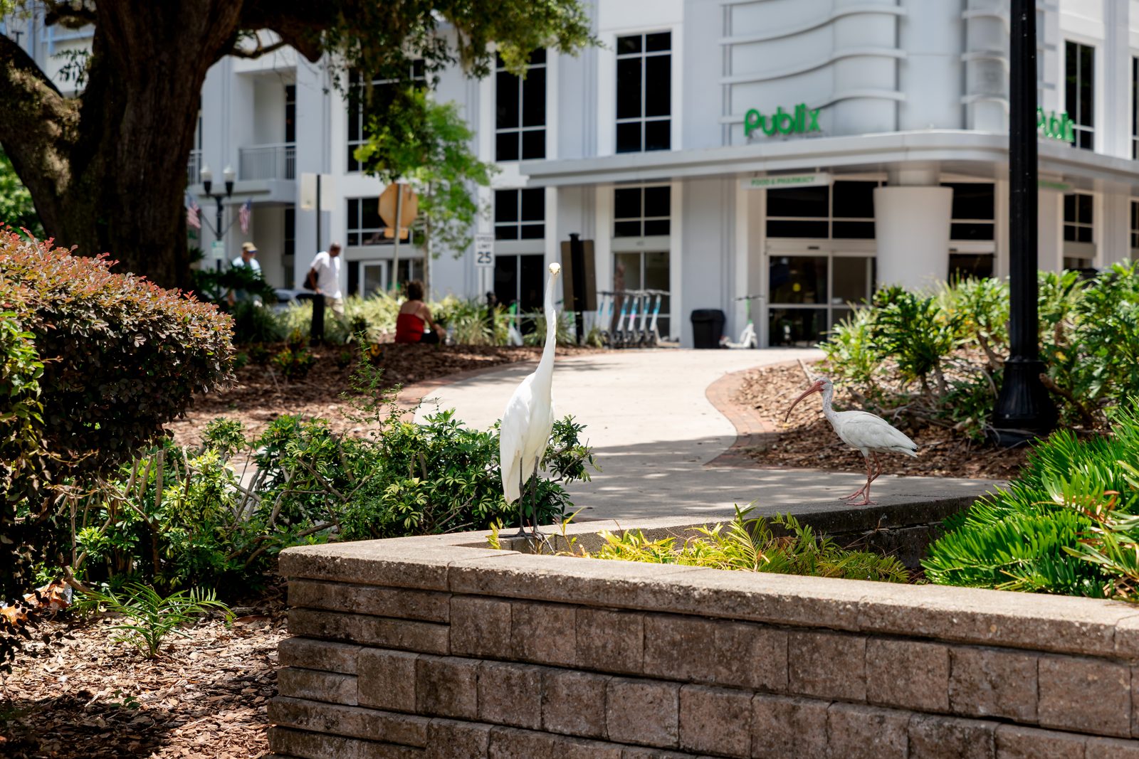 Walkable residential street with shops in a Central Florida town center